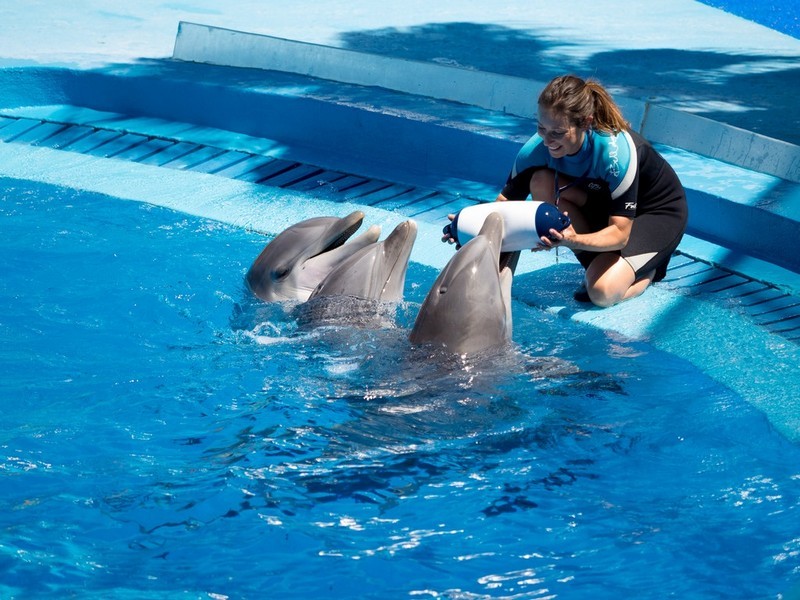 Дельфины и дрессировщица